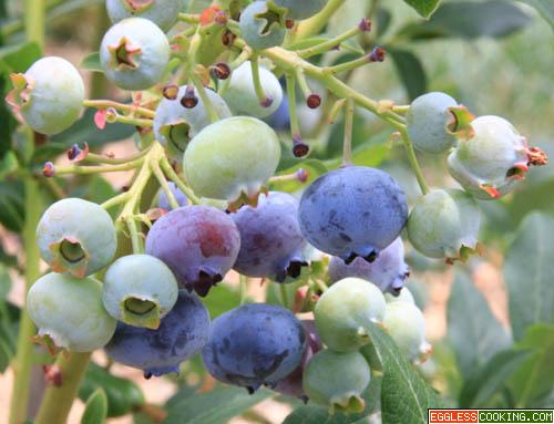 Blueberries