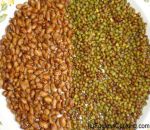 Roasted Soy Beans or Soy Nuts